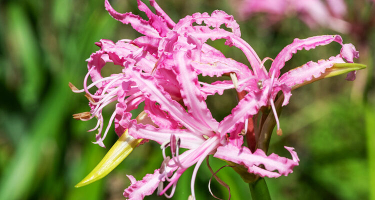 des fleurs mal coiffées