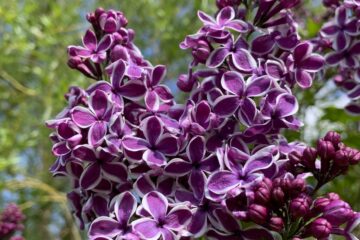 Lilas