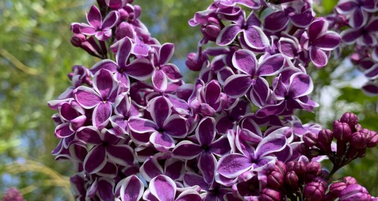 Lilas