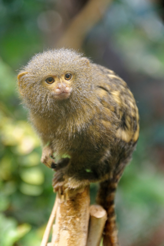 ouistiti pygmee - HeitiPaves -Edit calendrier lunaire du 29 mai