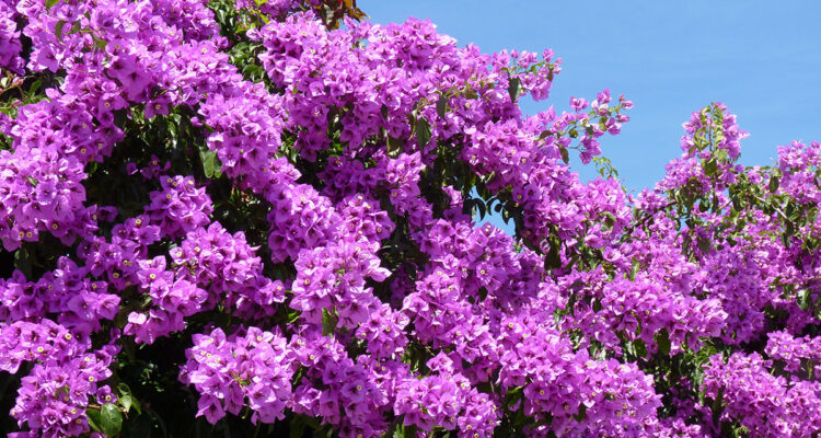 tout sur le bougainvillée