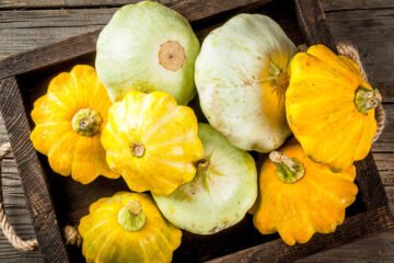 comment cultiver le pâtisson