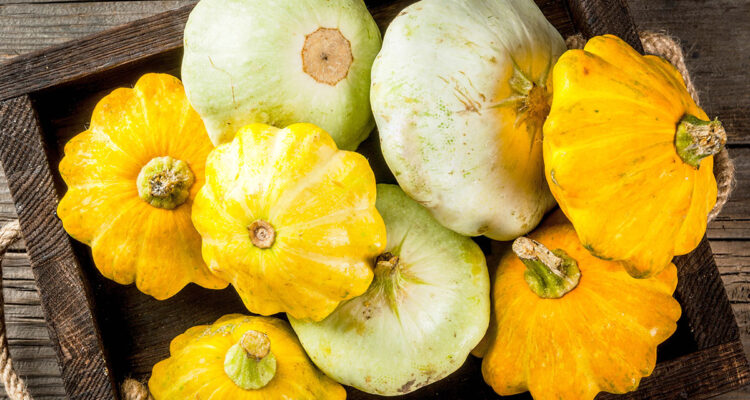 comment cultiver le pâtisson