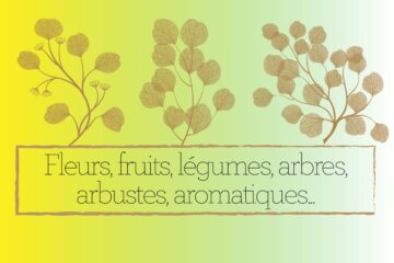 Encyclopédies en folie