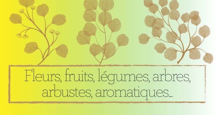 Encyclopédies en folie