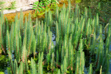 Calendrier lunaire du 24 juin
