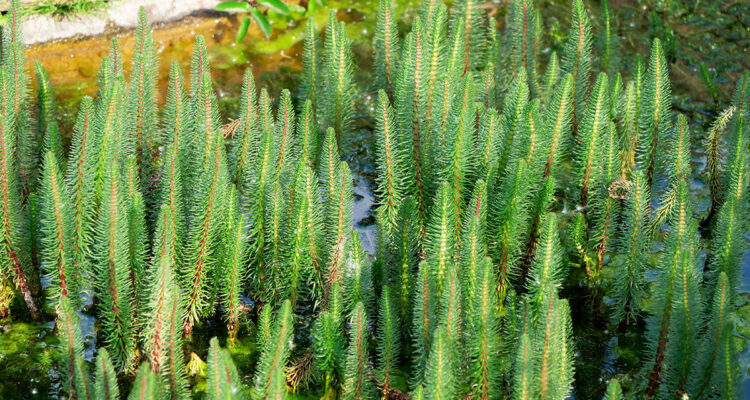 Calendrier lunaire du 24 juin