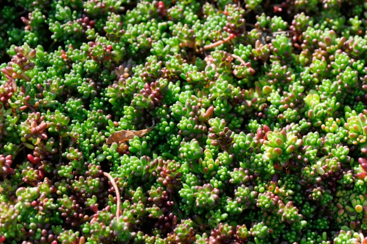 _1100162 Saint-Jean-de-Beauregard - Sedum album 'Coral Carpet'-Edit sedum