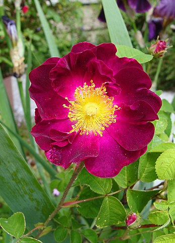 347px-Rosa_gallica_%22Belle_Sultane%22 La Belle Sultane