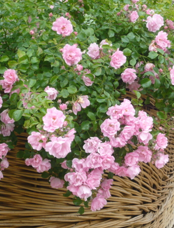 4 MAREVA-Edit Mareva / decorosiers