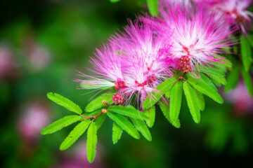 Calendrier lunaire du 14 juin