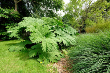 Gunnera