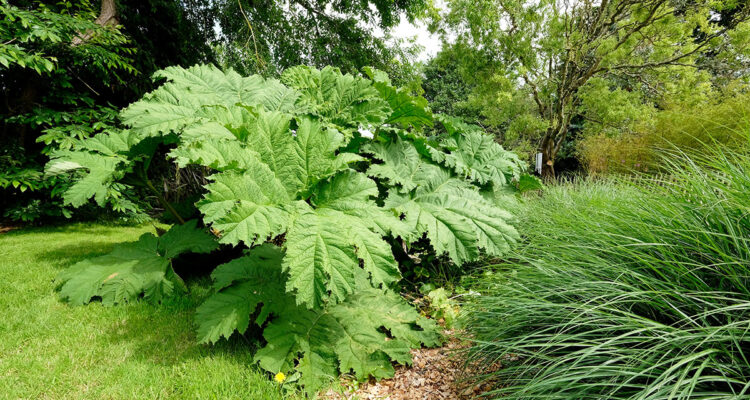 Gunnera