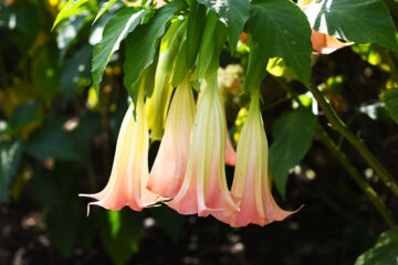 calendrier lunaire du 16 juin 2022