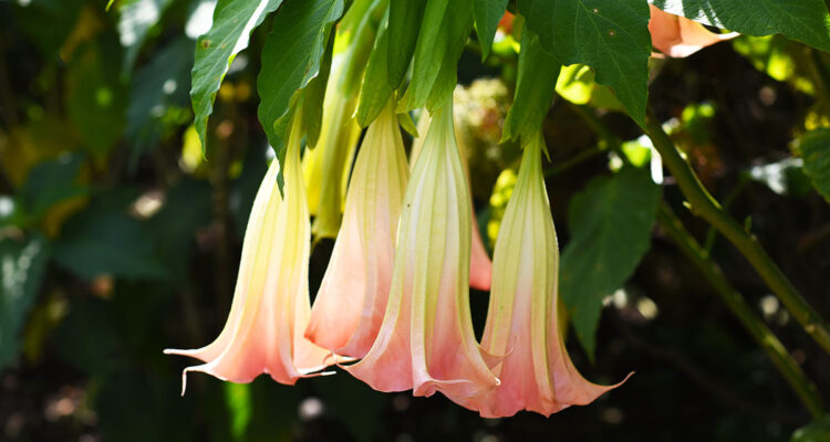 calendrier lunaire du 16 juin 2022