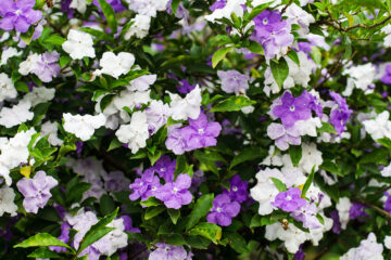 Calendrier lunaire du 20 juin