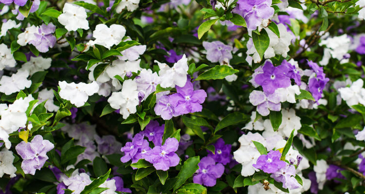 Calendrier lunaire du 20 juin