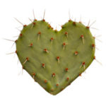 cactus-coeur-jamalrani-istock-186950429-150x150 cactus-coeur-jamalrani-istock-186950429-150x150