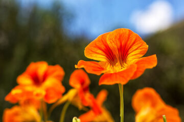 Calendrier lunaire du 27 juin