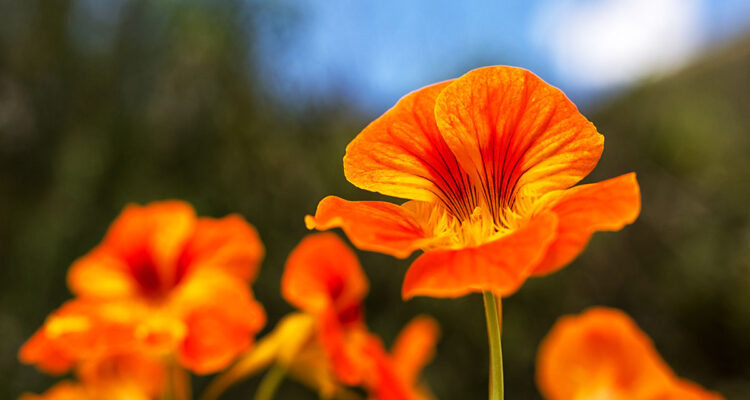 Calendrier lunaire du 27 juin