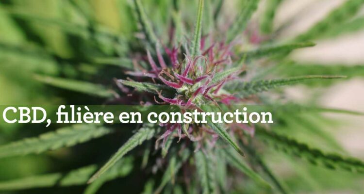 CBD Chanvre