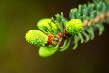 calendrier lunaire du 18 juin