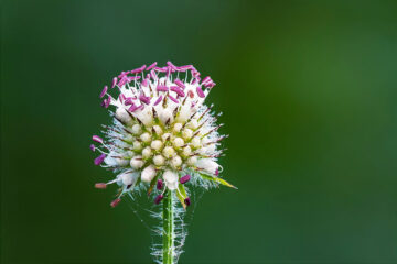 calendrier lunaire du 7 juin