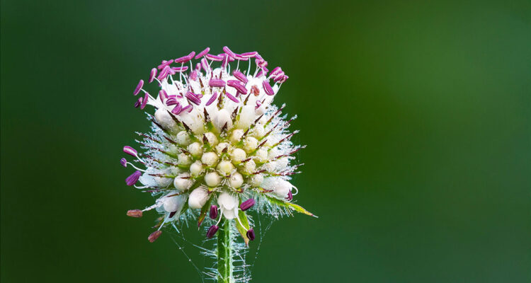 calendrier lunaire du 7 juin