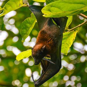 chauve-souris-chris-unger-nBLSokqrbbU-unsplash Chauve-souris