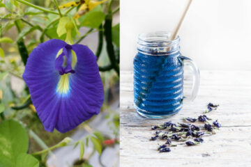 clitoria et the bleu