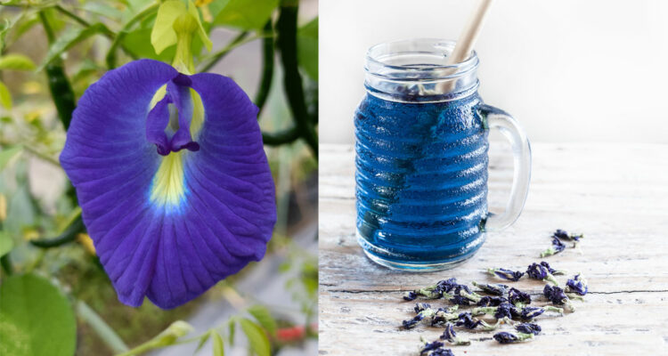 clitoria et the bleu