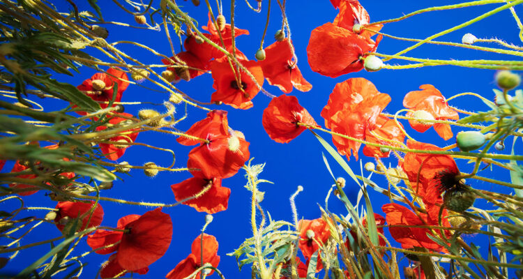 calendrier lunaire du 3 juin