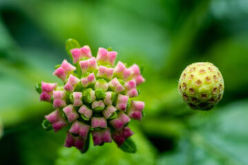 calendrier lunaire du 23 juin