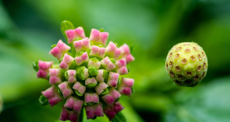 calendrier lunaire du 23 juin
