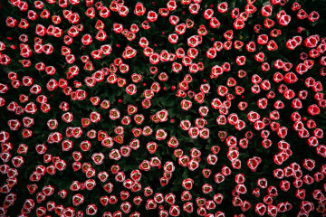 calendrier lunaire du 1er juin