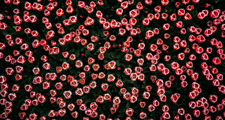 calendrier lunaire du 1er juin