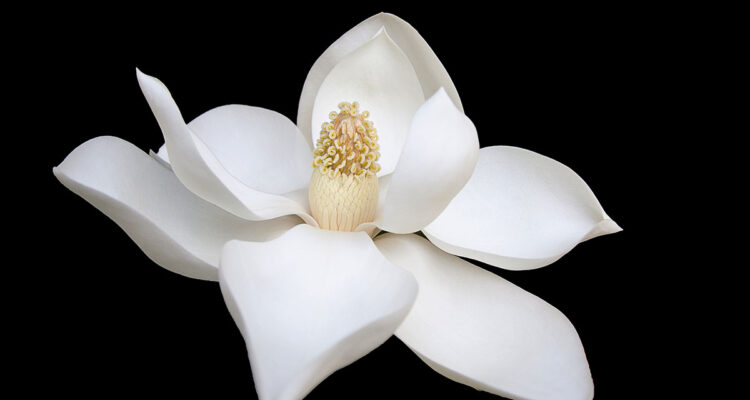 Magnolia grandiflora