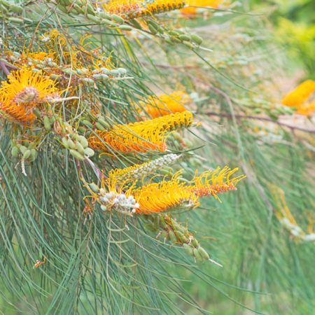 grevillea jaune - joloei -Edit grevillea à fleurs jaunes