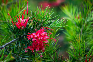 Tout sur le grévillea