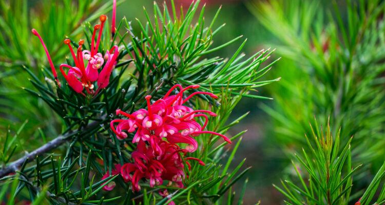 Tout sur le grévillea