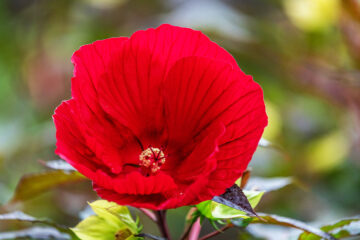 calendrier lunaire du 15 juin 2022