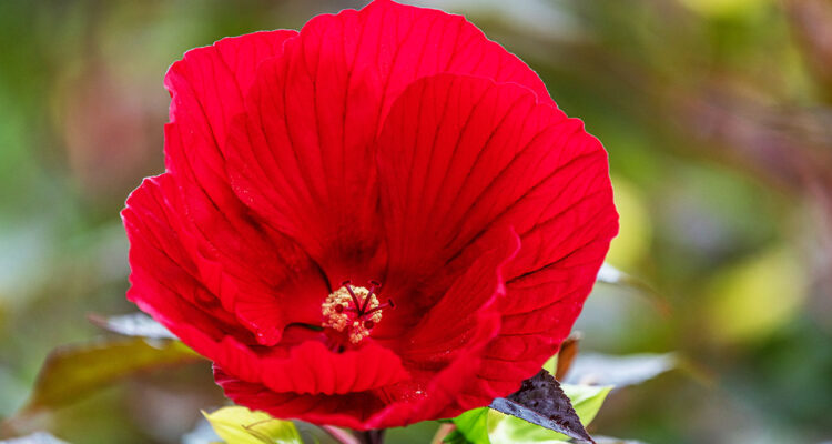 calendrier lunaire du 15 juin 2022