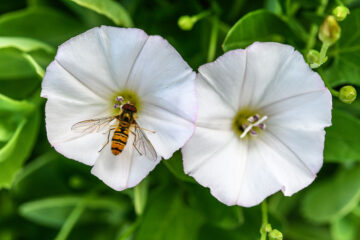Calendrier lunaire du 16 juin