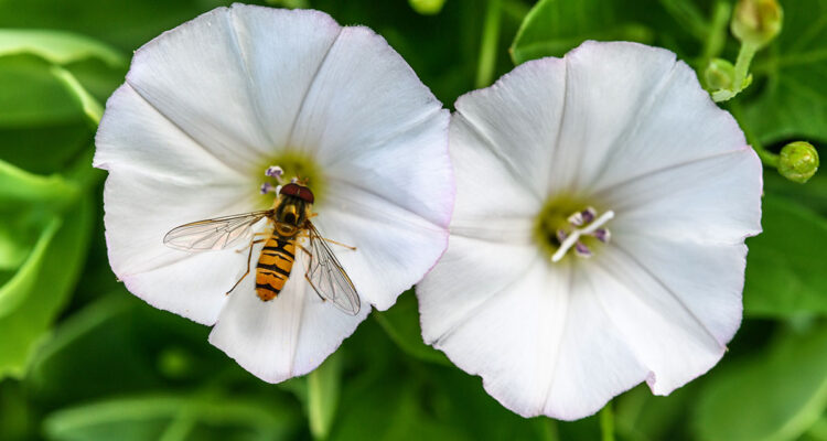Calendrier lunaire du 16 juin