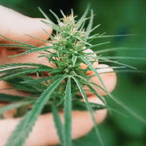 kit cbd