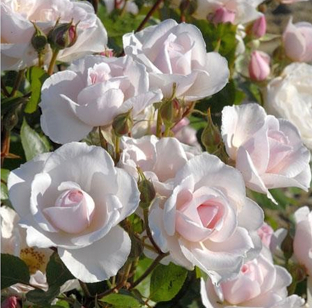 jardin-de-granville-evanrat-Edit Roses André Eve