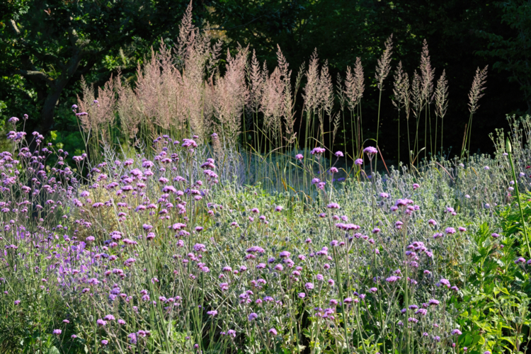 Jardin de Kerberenes-verveine de Buenos aires - verbena buenarensis - graminee - calamagrostis ?©Didier Hirsch_DHF6205-Edit-Edit Verveine et graminée