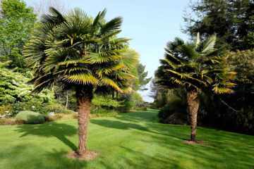 Trachycarpus Jardin de Pellinec