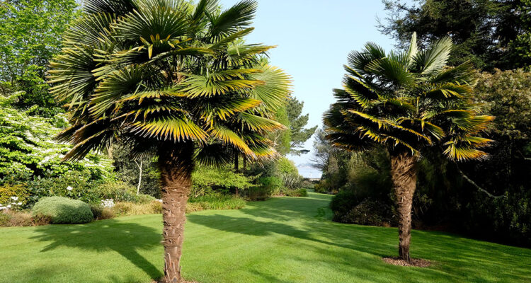 Trachycarpus Jardin de Pellinec