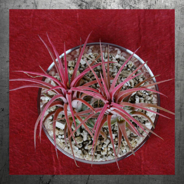 mini-terrarium-rond-pots Mini-terrarium